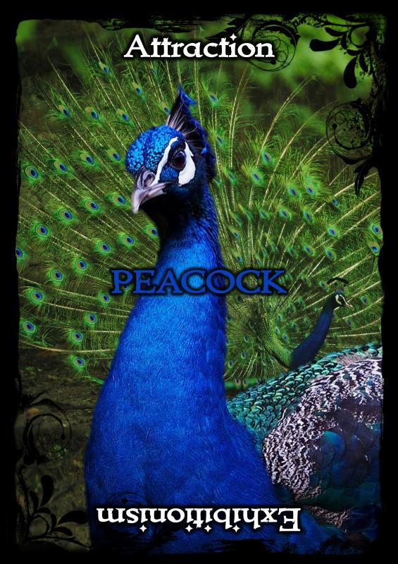 Animal Guidance & Aspects Oracle Cards