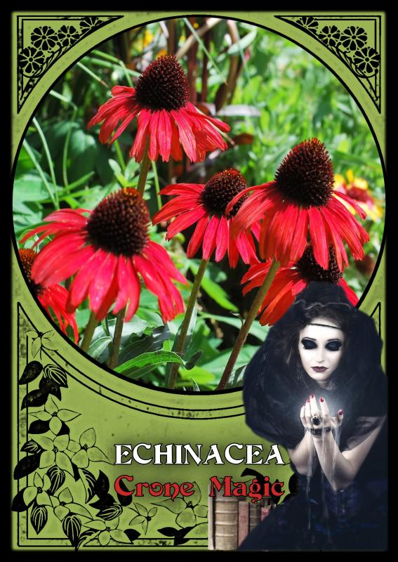 Flower Magic Oracle Cards