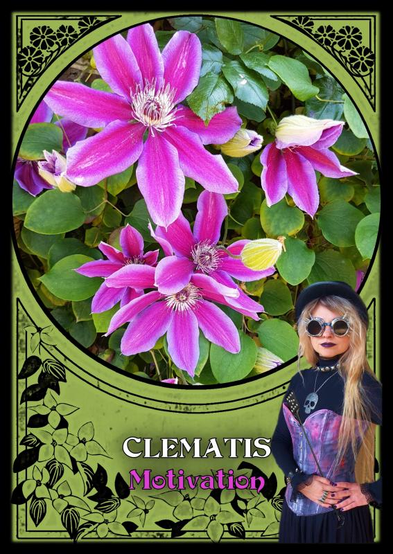 Flower Magic Oracle Cards