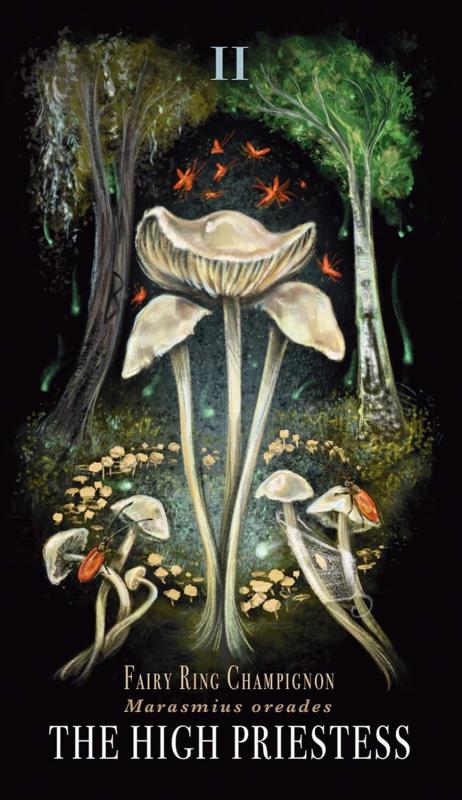 Midnight Magic A Tarot Deck of Mushrooms 2