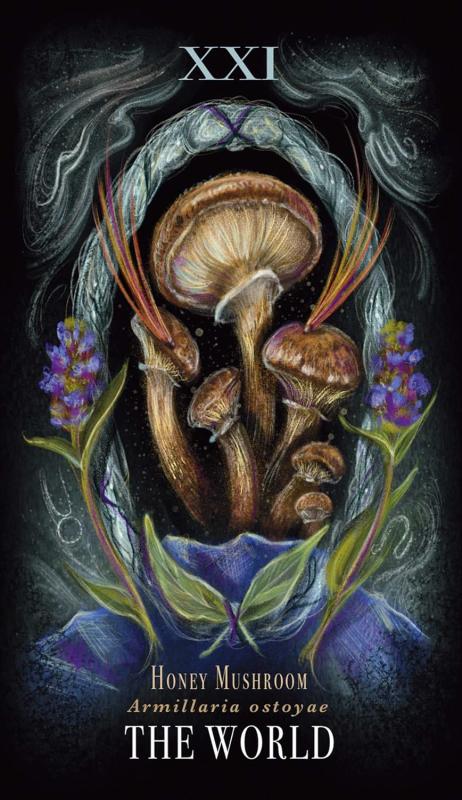 Midnight Magic A Tarot Deck of Mushrooms 4