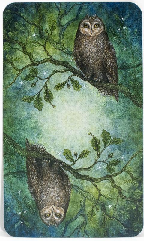 Forest of Enchantment Tarot Cards 5