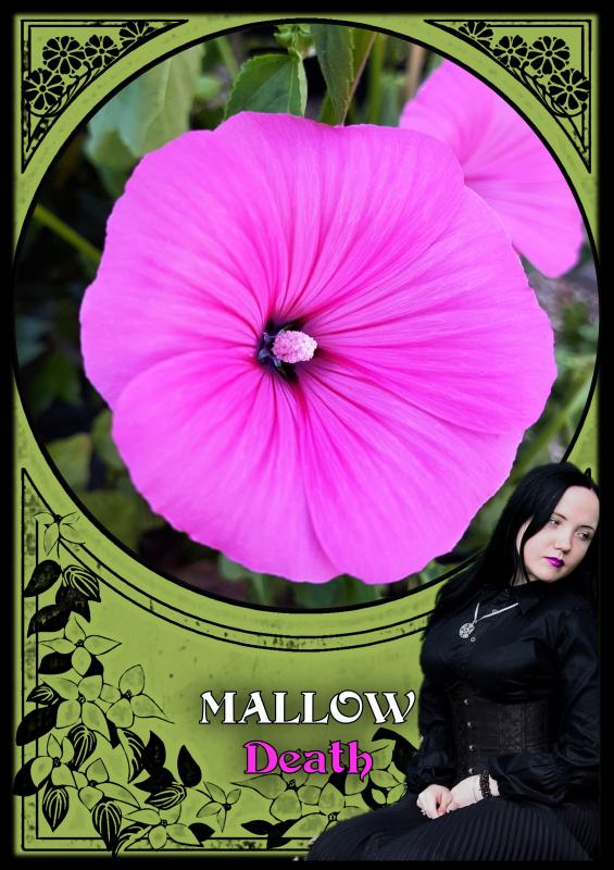 Flower Magic Oracle Cards