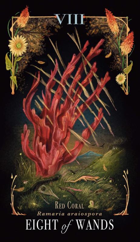 Midnight Magic A Tarot Deck of Mushrooms 3